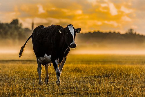 Lever de soleil à la ferme # 3