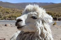 Lama in Peru