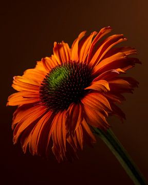Een oranje Echinacea (Zonnehoed) met zijn bloem in het licht van Marjolijn van den Berg