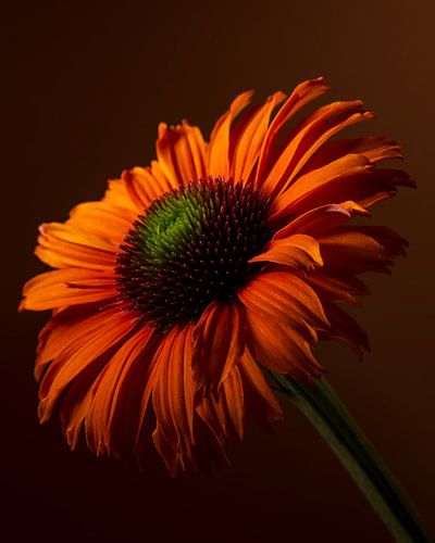 Een oranje Echinacea (Zonnehoed) met zijn bloem in het licht