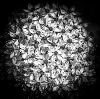 closeup van een bloem in zwart-wit