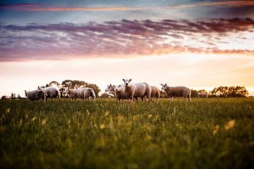 Sheep in the meadow at sunset by Lindy Schenk-Smit