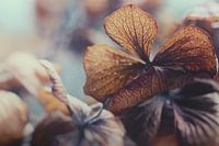 Hortensia in winterslaap