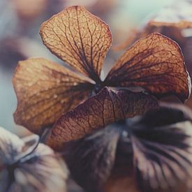 Hortensia in winterslaap van J.P. Valentine