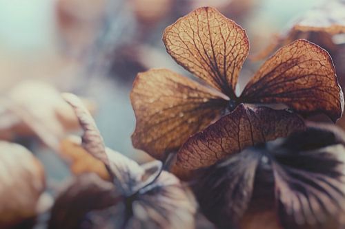 Hortensia in winterslaap van J.P. Valentine