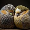 Schattige Vogels samen lekker aan het slapen van Surreal Media