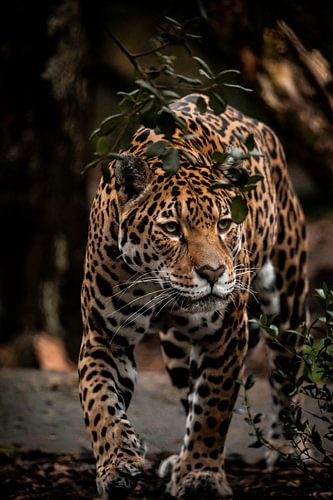 Jaguar auf dem Vormarsch