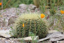 Goldkugelkaktus von Matthias Brix