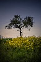 Fairy Tale Tree in the Meadow