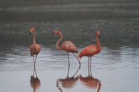Three pink standing flamingos (Phoenicopterus ruber) at Bullenbaai Curaçao.