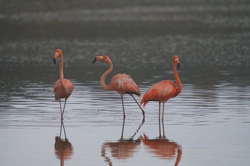 Trois flamants roses debout (Phoenicopterus ruber) à Bullenbaai Curaçao.