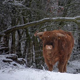 Schottischer Hochlandrind-Bulle... von Ans Bastiaanssen
