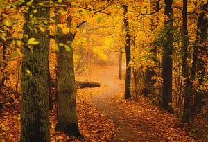 Forêt d'automne dorée sur Nicklas Gustafsson