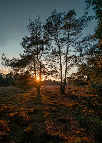 Zon gaat onder in Deelerwoud
