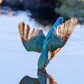 IJsvogel van Han Peper