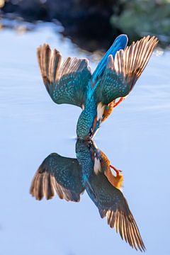 IJsvogel