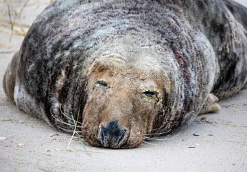 Grijze zeehond slaapt van Bart Vastenhouw