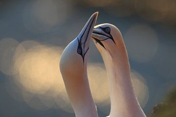 Basstölpel Insel  Helgoland Deutschland von Frank Fichtmüller