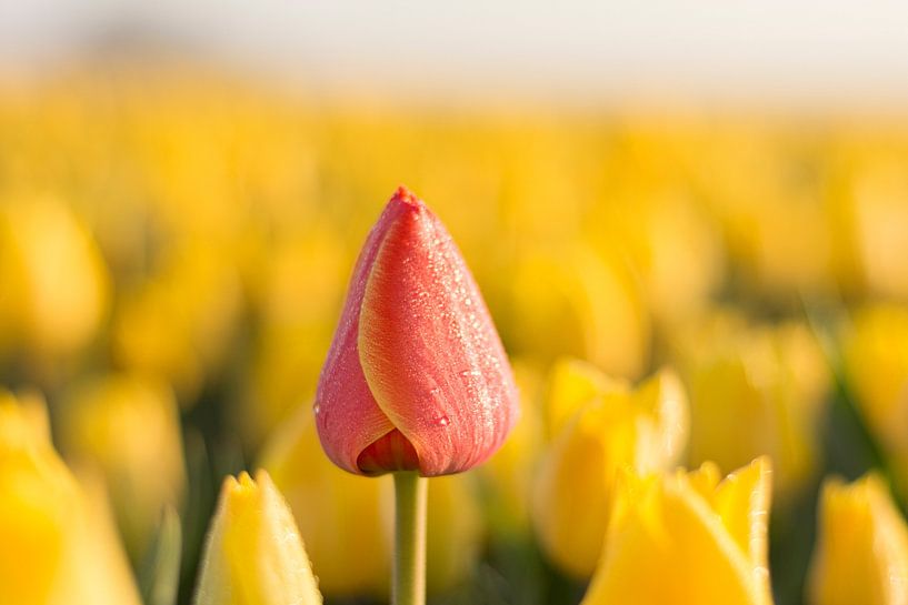 Tulip field Abstract by Charlene van Koesveld