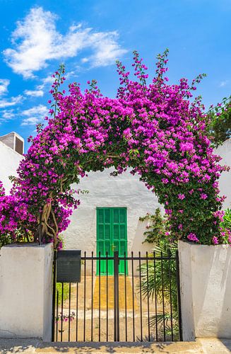 Mooie bloeiende bougainvillea plantenboog bij ingang van mediterraan huis