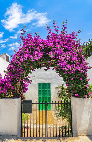 Mooie bloeiende bougainvillea plantenboog bij ingang van mediterraan huis van Alex Winter