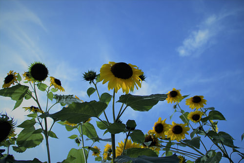 Sunflowers
