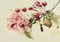 Close-up van meidoorn bloesem.