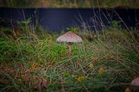 Autumn colours of the Black Water