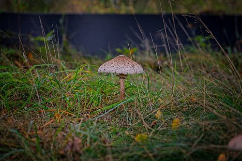 Herfstkleuren van het Zwart Water van Jos Saris