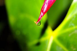 huilende anthurium van Frencis van Run