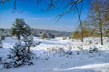 L'hiver dans la forêt de Deeler