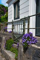 The flowers at the gate.