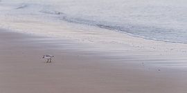 Minimalistische Ruhe: Panorama des Strandes mit einem kleinen Strandläufer von Marjolijn van den Berg