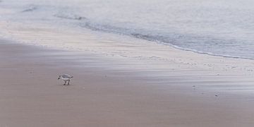 Panorama des Strandes mit einem kleinen Vogel von Marjolijn van den Berg