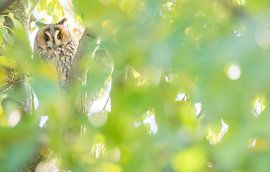 Waldohreule im Grünen von Danny Slijfer Natuurfotografie
