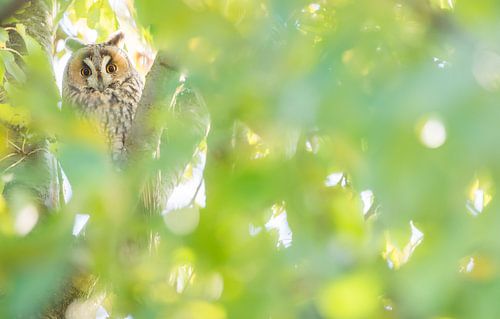 Ransuil in het groen