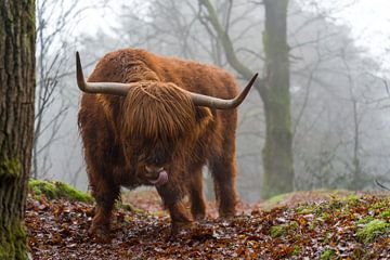 schottischer Highlander von Marcel Jagt