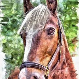 Irish cob by Michel Derksen