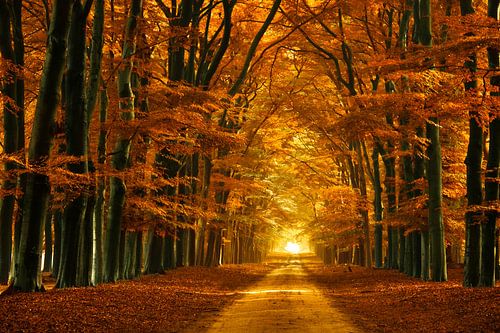 Magical Forest
