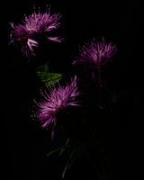 paarse bloemen