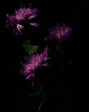 fleurs violettes sur Saskia Schotanus