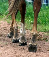 Course de pieds de chevaux en gros plan.