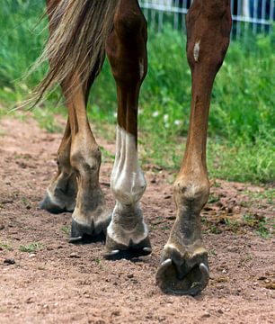 Horse Feet Racing van dichtbij. van Mikhail Pogosov
