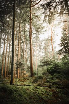 Summer on the Veluwe
