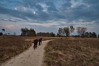 Wild horses on the Kampina