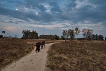 Wilde paarden op je pad van Evelien Huisman