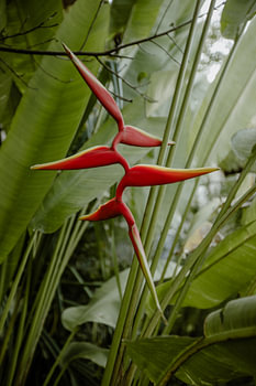 Paradiesvogelblume im tropischen Paradies