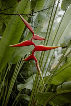 Paradijsvogel bloem in het tropisch paradijs van Anouk Strijbos