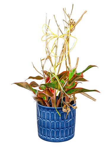 Aglaonema plant in bloempot op witte achtergrond