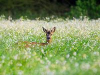 Ree in buckwheat